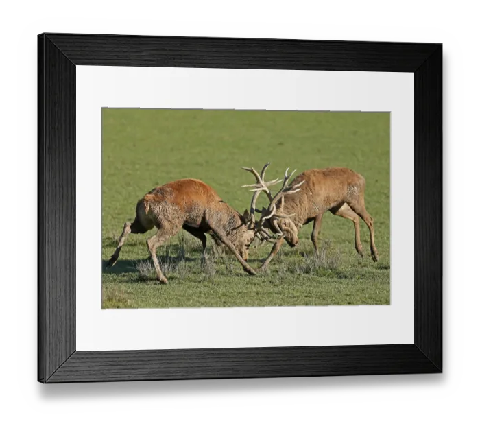 Framed Print : Red deer (Cervus elaphus), stag fighting during the rut