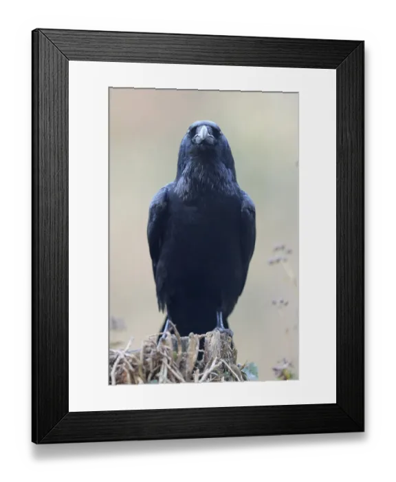 Framed Print : Common raven (Corvus corax), animal portrait