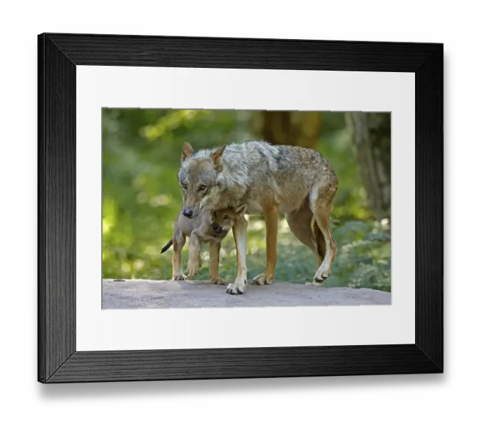 Framed Print : European gray wolf (Canis lupus)