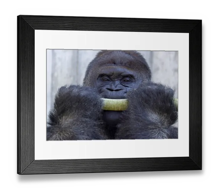 Framed Print : Western western gorilla (Gorilla gorilla) silverback