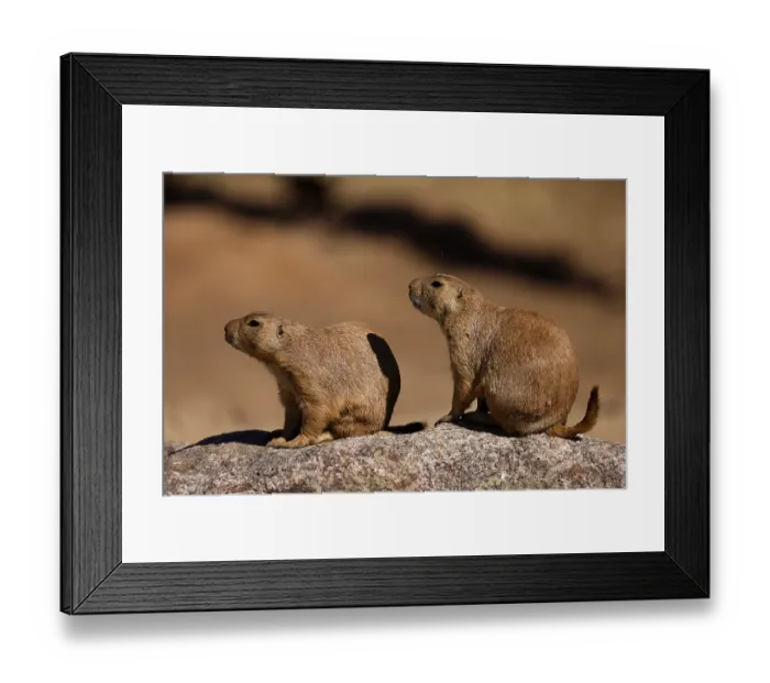 Framed Print : Two black-tailed prairie dogs (Cynomy ludovicianus) sitting on a rock Framed Print : Two black-tailed prairie dogs (Cynomy ludovicianus) sitting on a rock