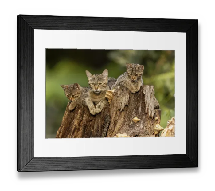 Framed Print : Mother cat and two kittens relaxing on a tree stump in the forest