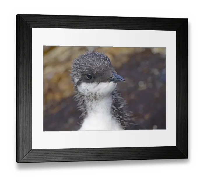 Framed Print : Young guillemot, cute, bird rock