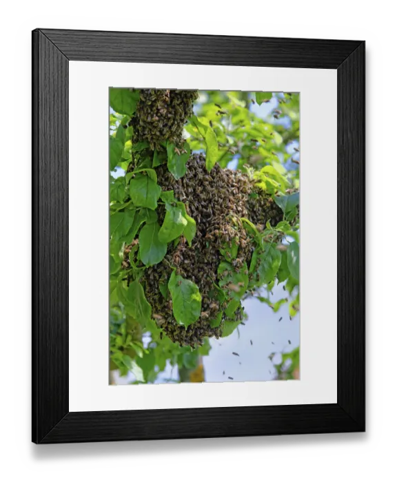 Framed Print : New colony of Honey Bees (Apis mellifera) on the trunk of an apple tree