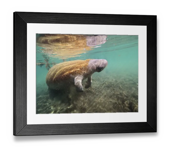 Framed Print : West indian manatee (Trichechus manatus) in the Crystal River