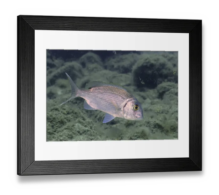 Framed Print : Canary bream (Dentex canariensis)
