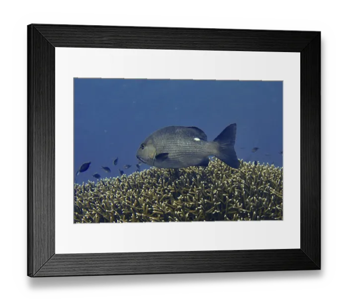Framed Print : A double spotted snapper (Lutjanus bohar) swimming over a coral reef in the deep blue ocean