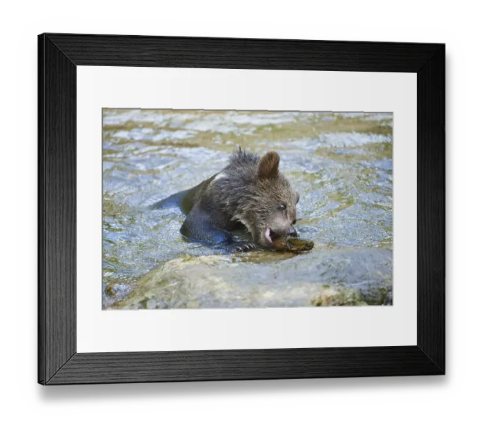 Framed Print : Eurasian brown bear (Ursus arctos arctos)