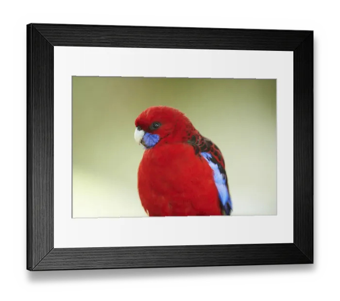 Framed Print : Crimson rosella (Platycercus elegans) Framed Print : Crimson rosella (Platycercus elegans)