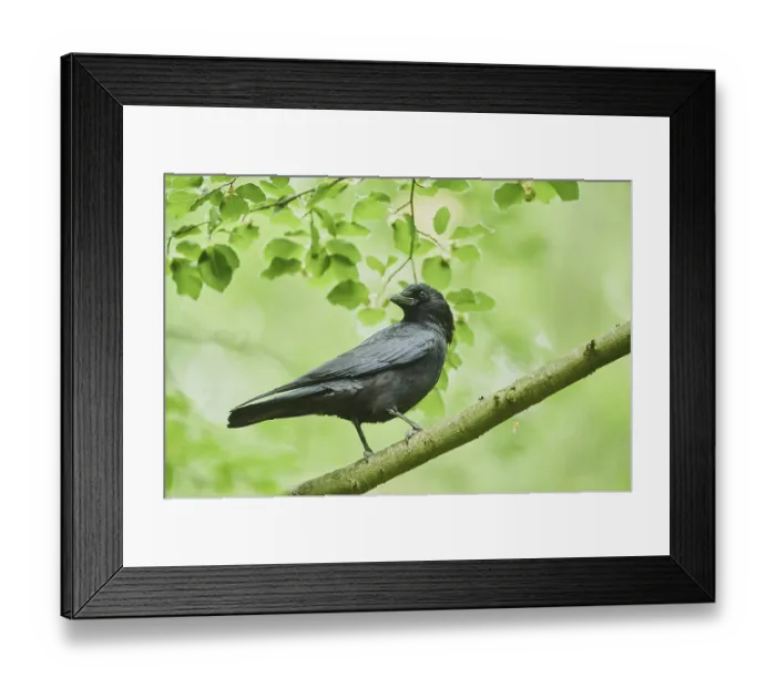 Framed Print : Carrion crow (Corvus corone), sitting on a branch
