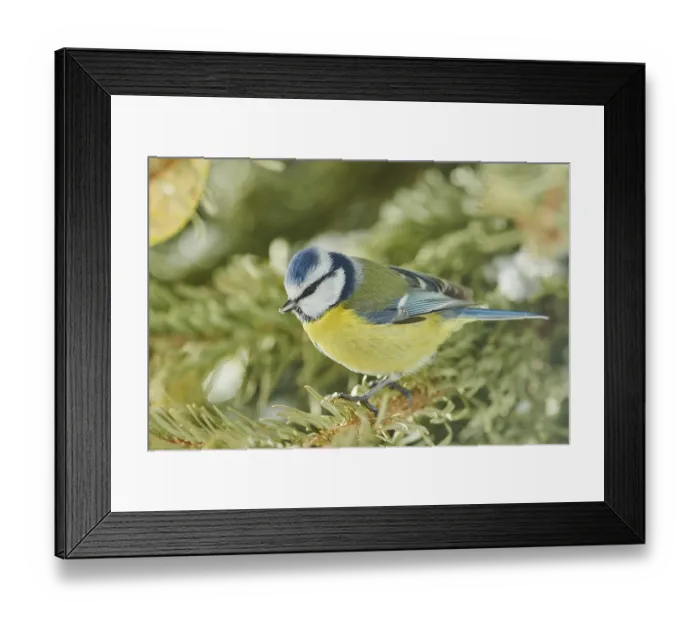 Framed Print : Eurasian blue tit (Cyanistes caeruleus) sitting on a branch Framed Print : Eurasian blue tit (Cyanistes caeruleus) sitting on a branch