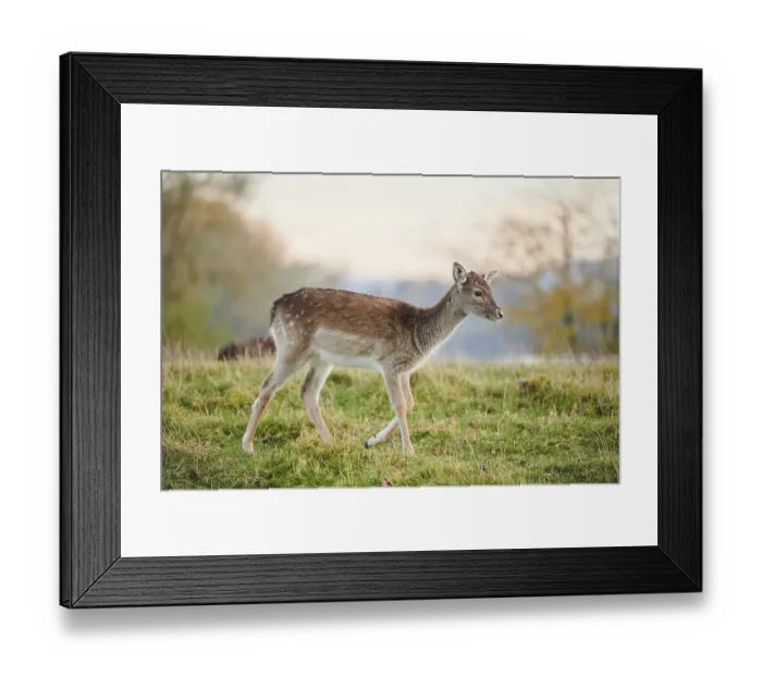 Framed Print : European fallow deer (dama dama) on a meadow in autumn