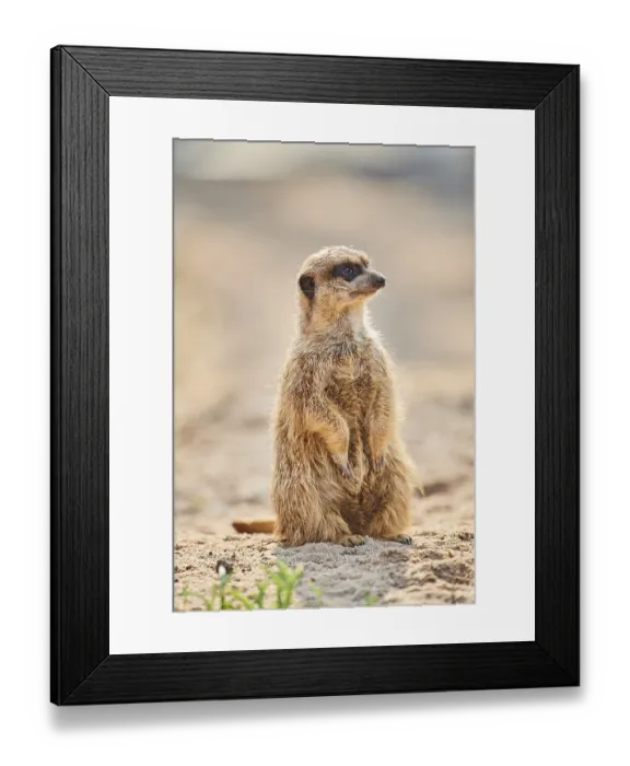 Framed Print : Meerkat (Suricata suricatta) sitting on the ground Framed Print : Meerkat (Suricata suricatta) sitting on the ground