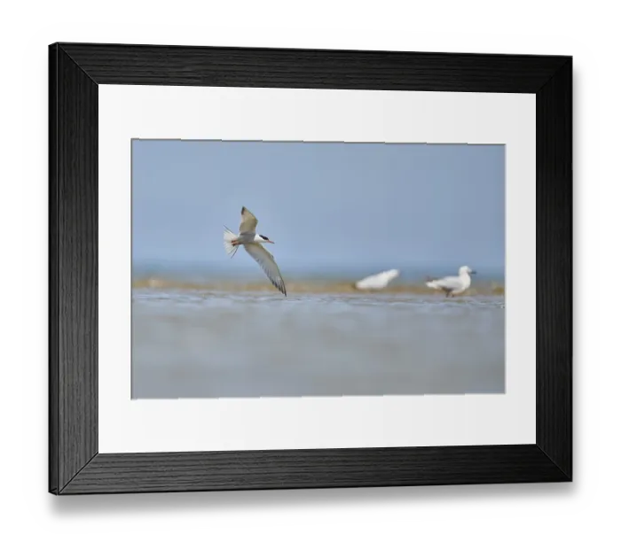 Framed Print : Elegant tern (Thalasseus elegans) flying in the sky above the sea Framed Print : Elegant tern (Thalasseus elegans) flying in the sky above the sea
