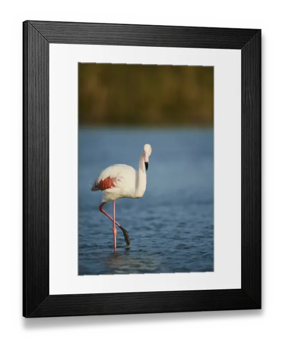Framed Print : Greater Flamingo (Phoenicopterus roseus)