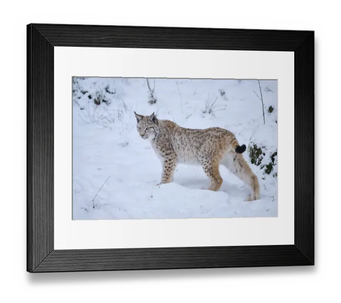 Framed Print : Eurasian lynx (Lynx lynx) standing in the snow
