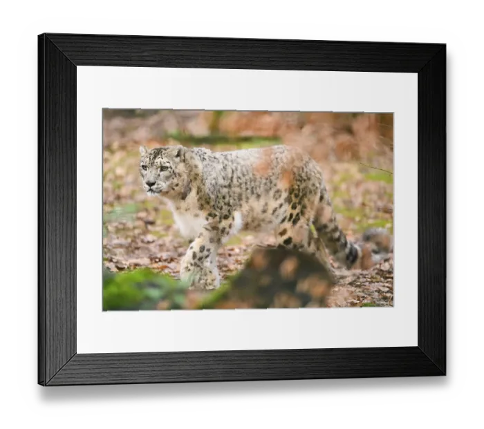 Framed Print : Snow leopard (Panthera uncia) sneaking through the forest