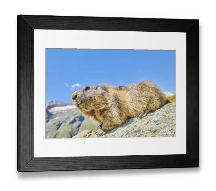 Framed Print : Alpine marmot (Marmota marmota) on a rock with mountains and blue sky in the background in summer Framed Print : Alpine marmot (Marmota marmota) on a rock with mountains and blue sky in the background in summer