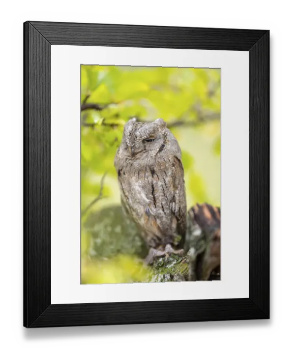 Framed Print : Eastern screech owl (Megascops asio) or Eastern screech-owl
