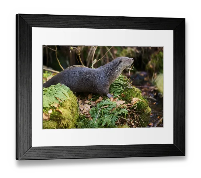 Framed Print : Eurasian otter (Lutra lutra) on a rock in the bavarian forest