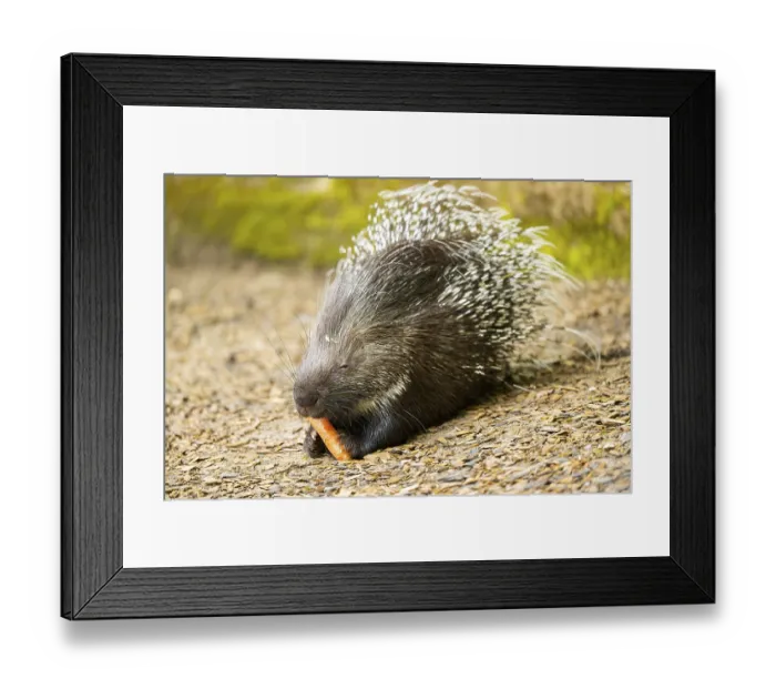 Framed Print : Old World porcupines (Hystrix cristata)