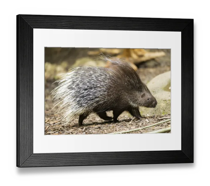 Framed Print : Old World porcupines (Hystrix cristata) Framed Print : Old World porcupines (Hystrix cristata)