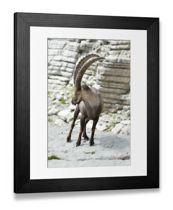 Framed Print : Alpine Ibex (Capra ibex), Canton of St Framed Print : Alpine Ibex (Capra ibex), Canton of St