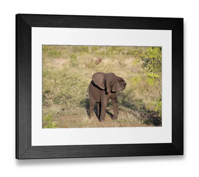 Framed Print : African elephant (Loxodonta africana)