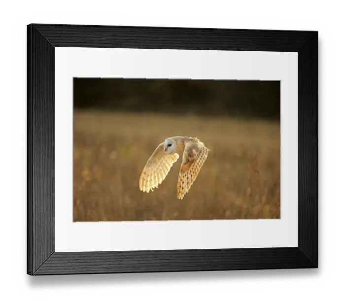 Framed Print : Common barn owl (Tyto alba), adult