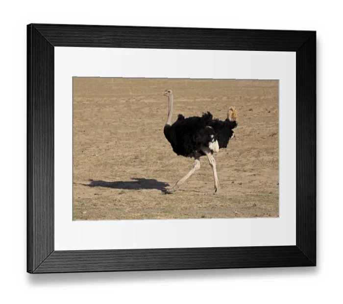 Framed Print : South African Ostrich (Struthio camelus australis)