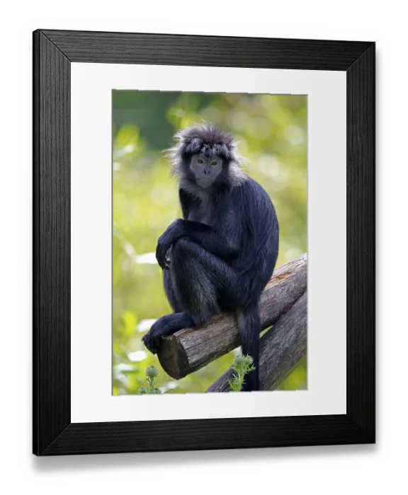 Framed Print : Javan lutung (Trachypithecus auratus) Framed Print : Javan lutung (Trachypithecus auratus)