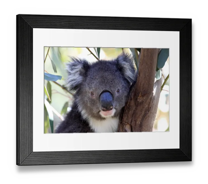 Framed Print : Koala (Phascolarctos cinereus) Framed Print : Koala (Phascolarctos cinereus)