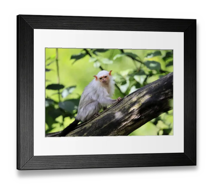 Framed Print : Silver marmoset (Mico argentatus, Syn) Framed Print : Silver marmoset (Mico argentatus, Syn)