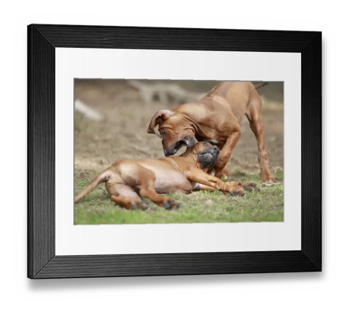 Framed Print : Rhodesian Ridgeback (Canis lupus familiaris) Framed Print : Rhodesian Ridgeback (Canis lupus familiaris)