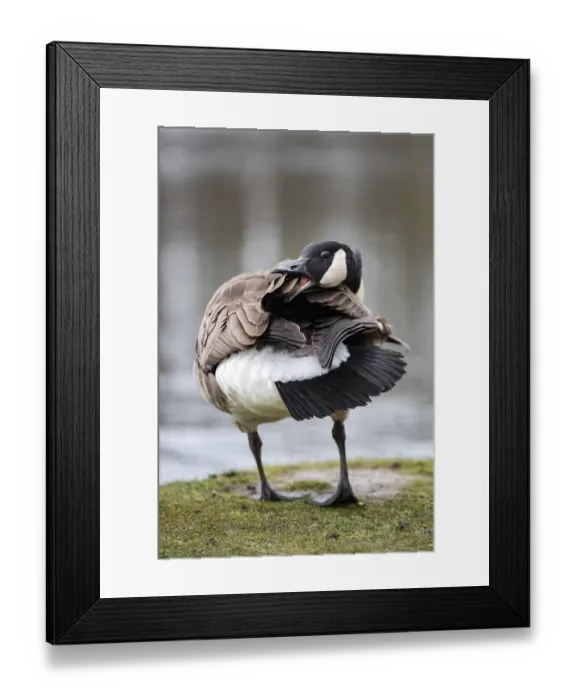 Framed Print : A Canada goose (Branta canadensis) grooming its plumage