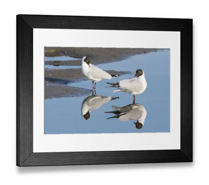Framed Print : Two Black-headed gulls (Larus ridibundus) reflected in the water