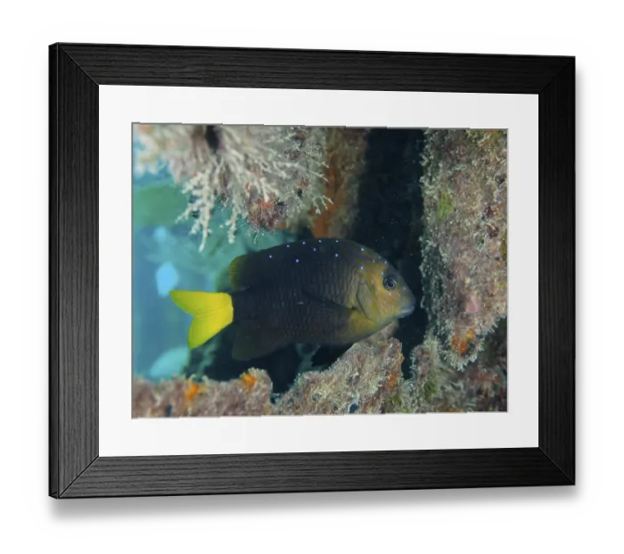Framed Print : Yellowtail damselfish (Microspathodon chrysurus) Framed Print : Yellowtail damselfish (Microspathodon chrysurus)
