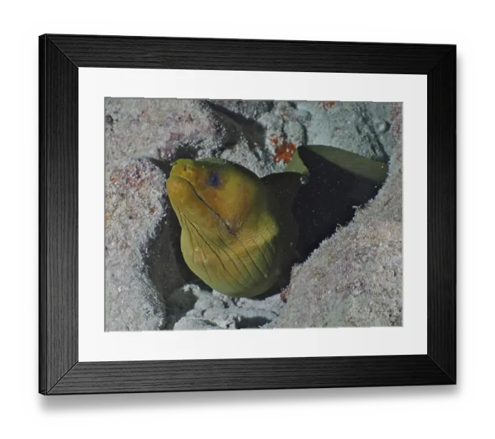 Framed Print : Green moray (Gymnothorax funebris) Framed Print : Green moray (Gymnothorax funebris)