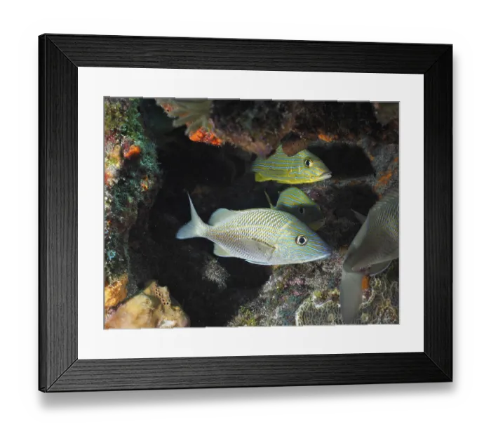 Framed Print : White grunt (Haemulon plumierii)