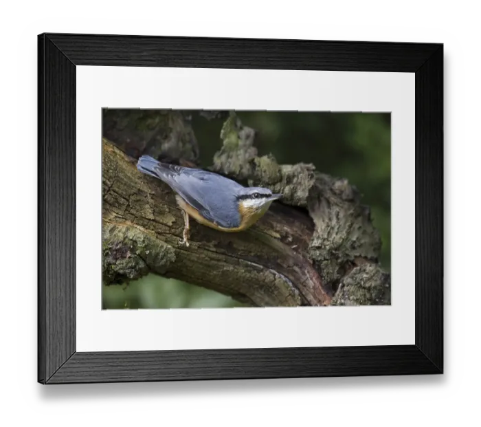 Framed Print : Eurasian nuthatch (Sitta europaea) foraging on tree trunk in forest Framed Print : Eurasian nuthatch (Sitta europaea) foraging on tree trunk in forest