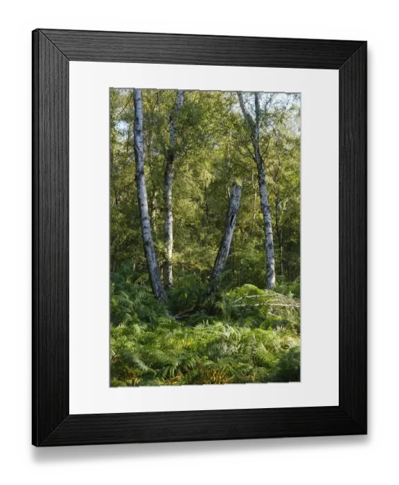 Framed Print : Ferns in the birch forest, nature reserve Framed Print : Ferns in the birch forest, nature reserve