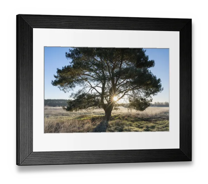 Framed Print : Scots pine (Pinus sylvestris), standing in a meadow Framed Print : Scots pine (Pinus sylvestris), standing in a meadow