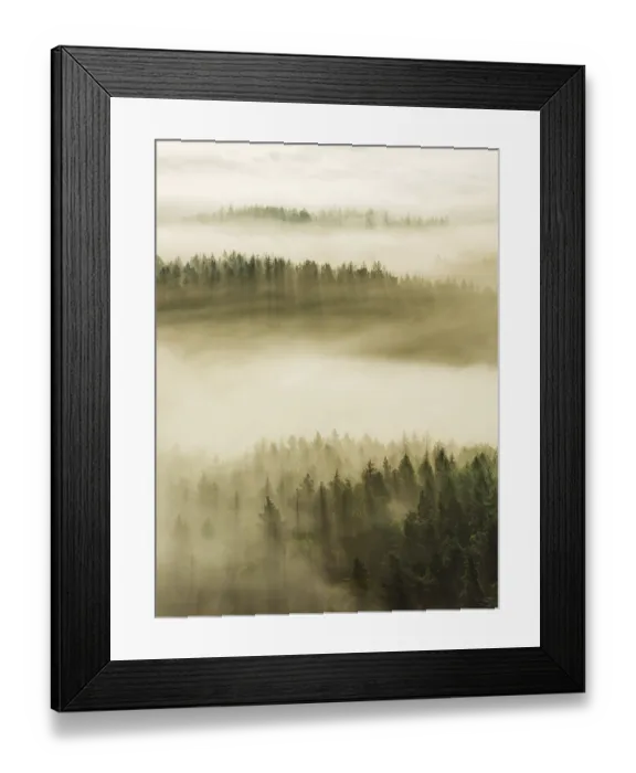 Framed Print : View of forest with morning mist and sunrays Framed Print : View of forest with morning mist and sunrays