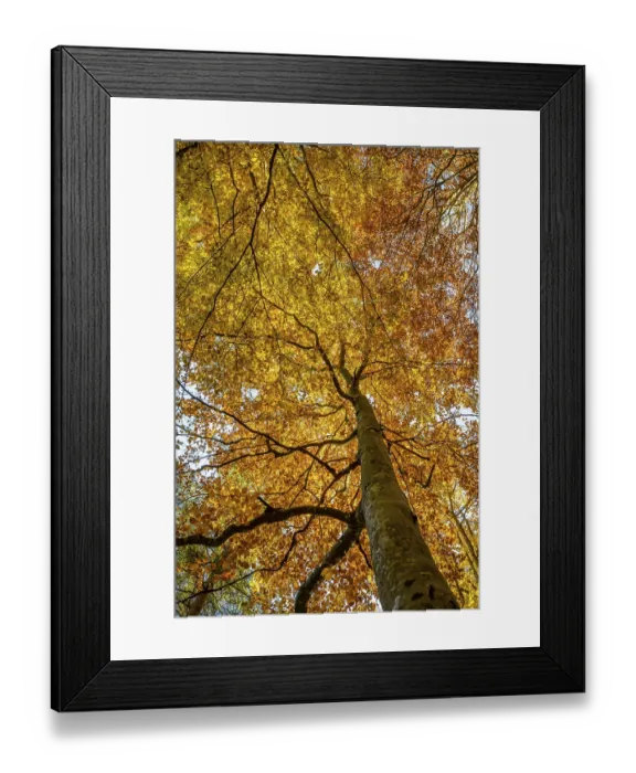 Framed Print : Yellow beech tree, mixed forest in autumn Framed Print : Yellow beech tree, mixed forest in autumn