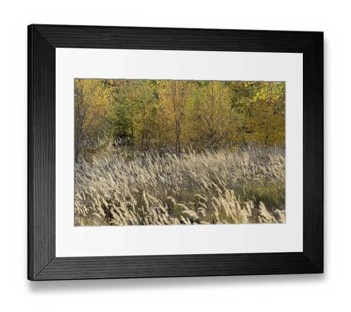 Framed Print : Mixed forest, autumn forest, spruce (Picea abies)