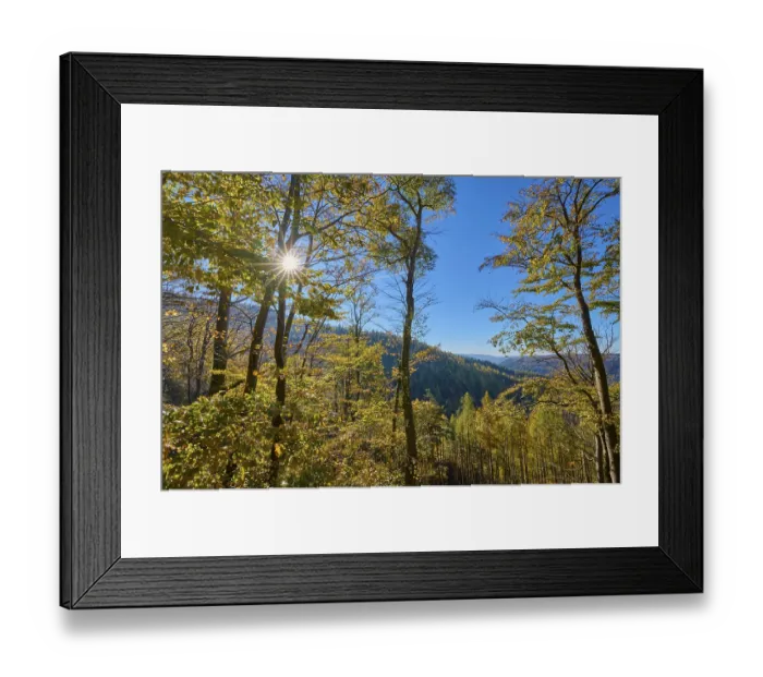 Framed Print : Forest, valley, beech forest, sun Framed Print : Forest, valley, beech forest, sun