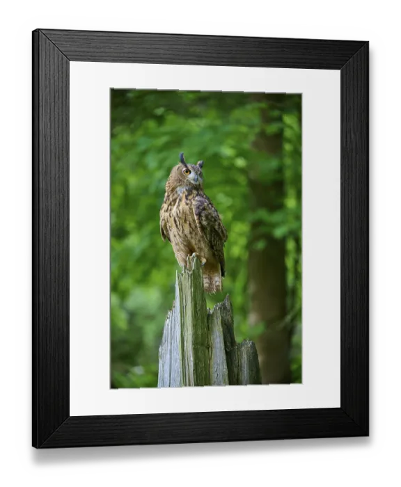 Framed Print : Eurasian eagle-owl (Bubo bubo)