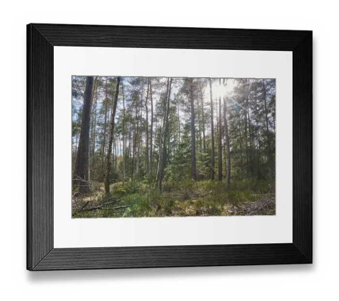 Framed Print : Scots pine (Pinus sylvestris) forest