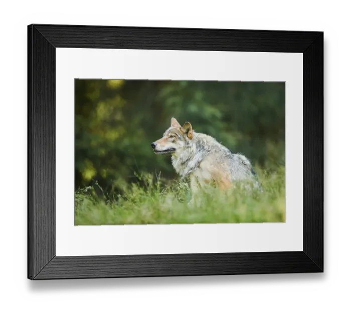 Framed Print : Eurasian (Canis lupus lupus) wolfes in the grass next to the forest