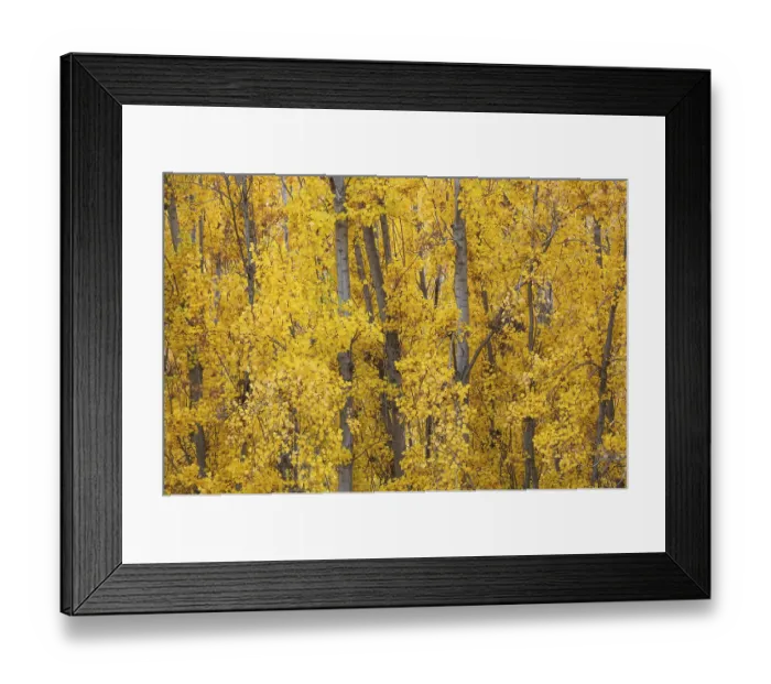 Framed Print : Yellow aspens (Populus tremula) in autumnal colours